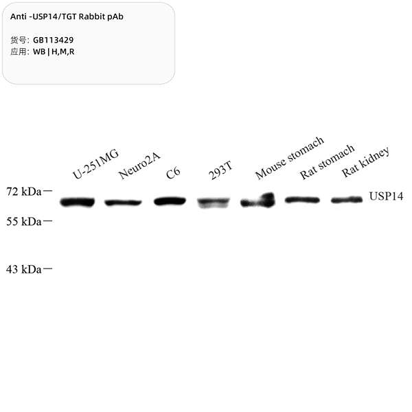 Антитела первичные, поликлональные, USP14/TGT, 100 мкл