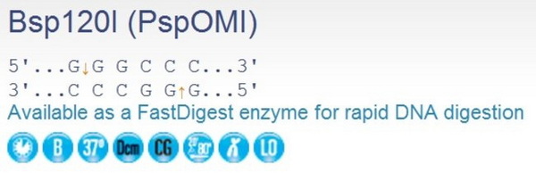 Эндонуклеаза рестрикции Bsp120I (PspOMI), 10 ед/мкл, 1500 единиц
