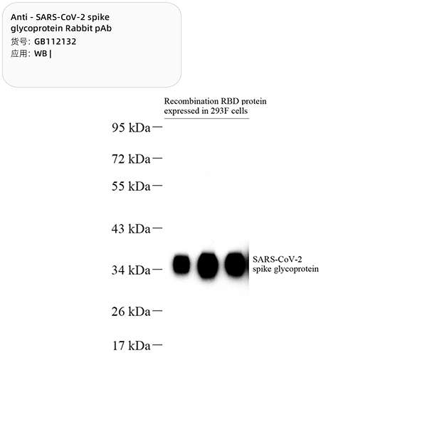 Антитела первичные, поликлональные, SARS-COV-2 spike glycoprotein, 100 мкл