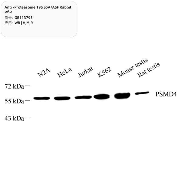 Антитела первичные, поликлональные, Proteasome 19S S5A/ASF, 100 мкл