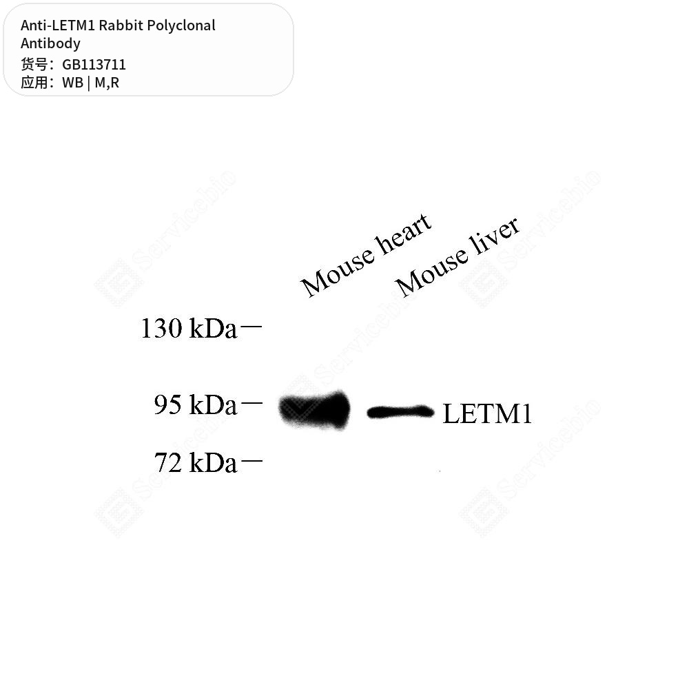 Антитела первичные, поликлональные кролика к LETM1 крысы, мыши, 50 мкл