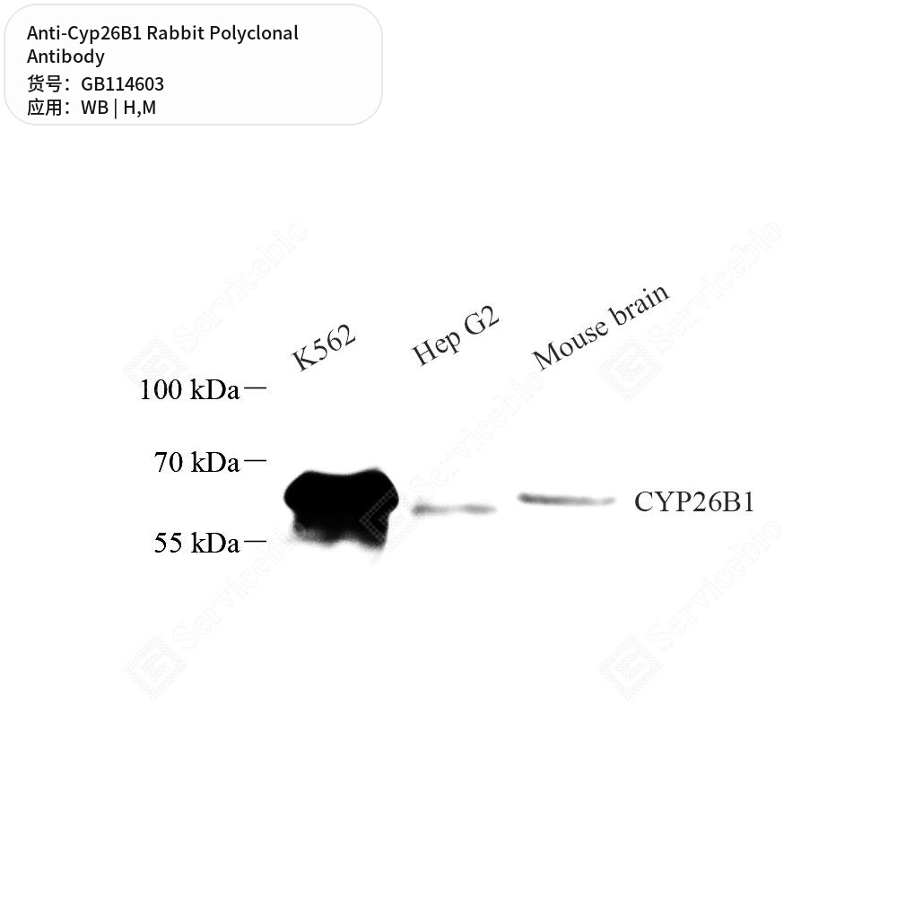 Антитела первичные, поликлональные кролика к Cyp26B1 мыши, человека, 100 мкл