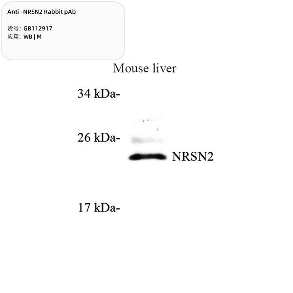 Антитела первичные, поликлональные, NRSN2, 100 мкл