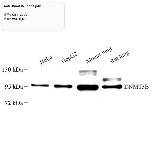 Антитела первичные, поликлональные, Dnmt3b, 100 мкл