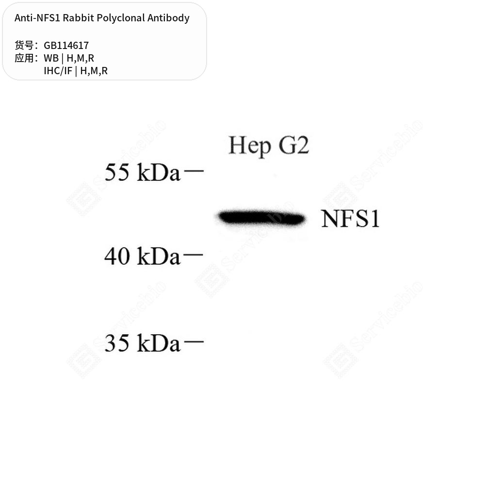 Антитела первичные, поликлональные кролика к NFS1 крысы, мыши, человека, 100 мкл