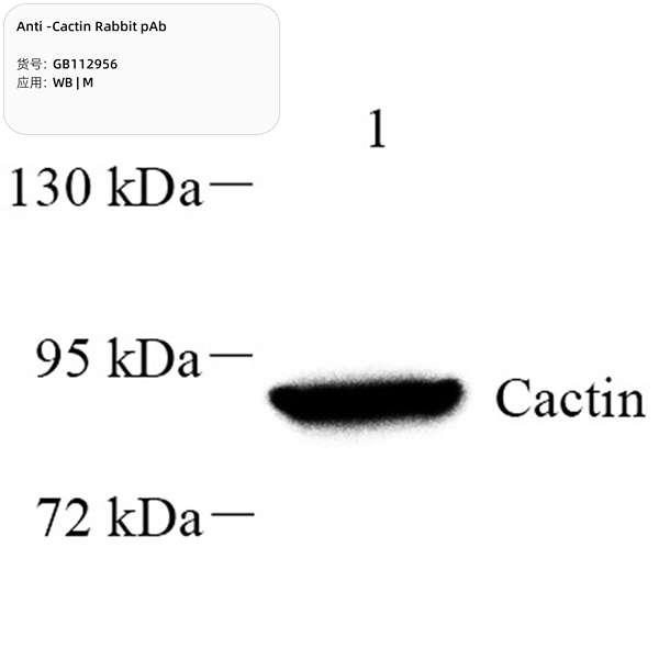 Антитела первичные, поликлональные, Cactin, 100 мкл