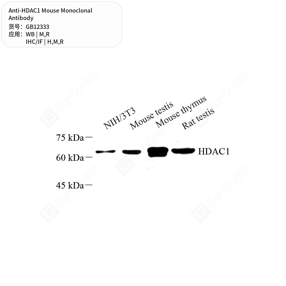 Антитела первичные, моноклональные мыши к HDAC1 крысы, мыши, человека, 50 мкл