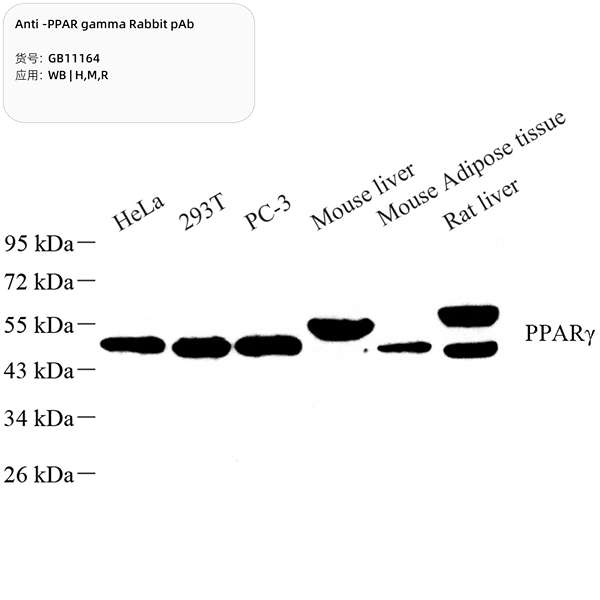 Антитела первичные, поликлональные, PPAR gamma, 100 мкл