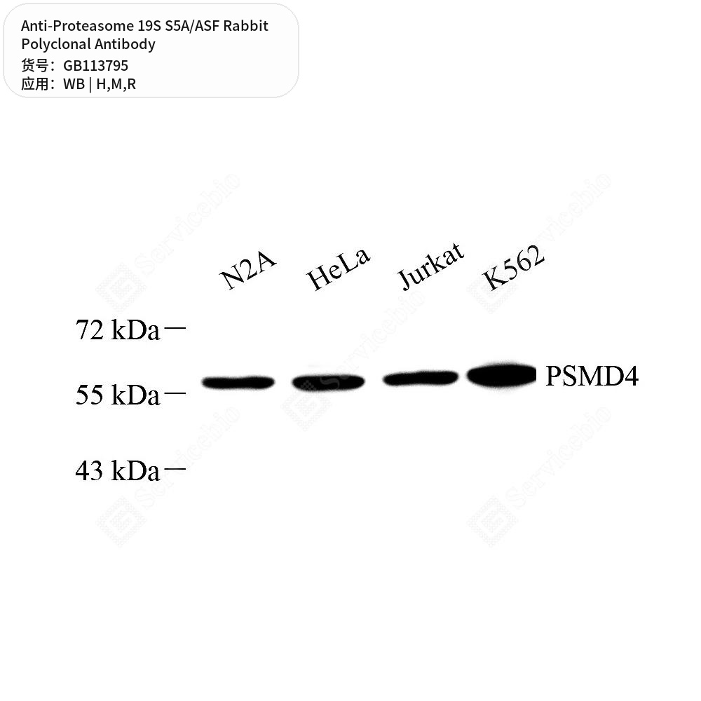 Антитела первичные, поликлональные кролика к Proteasome 19S S5A/ASF крысы, мыши, человека, 50 мкл