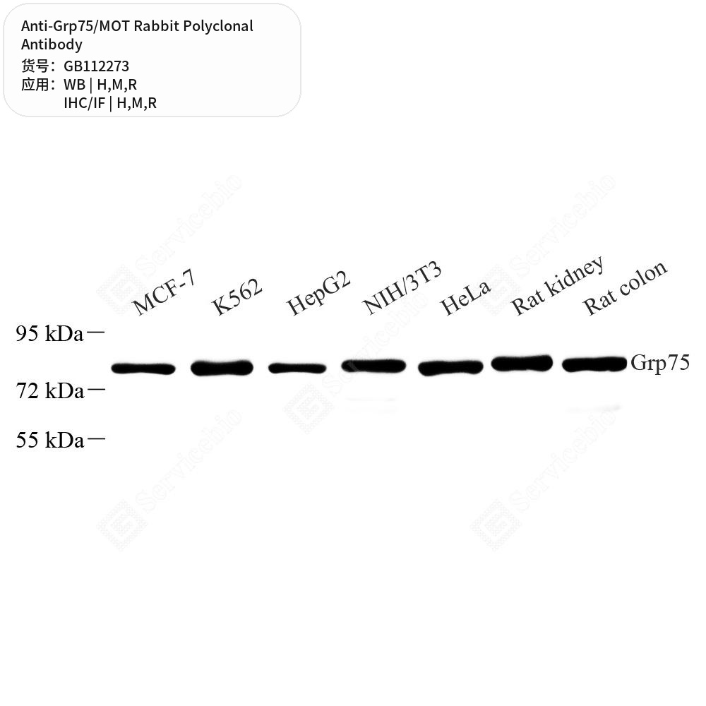 Антитела первичные, поликлональные кролика к Grp75/MOT крысы, мыши, человека, 100 мкл