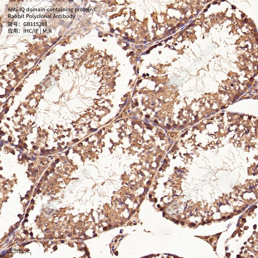 Антитела первичные, поликлональные кролика к IQ domain-containing protein C крысы, мыши, 50 мкл
