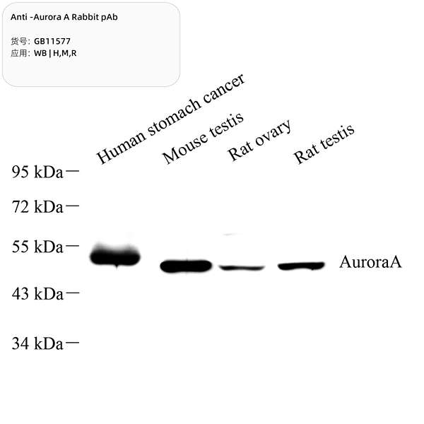 Антитела первичные, поликлональные, Aurora A, 100 мкл