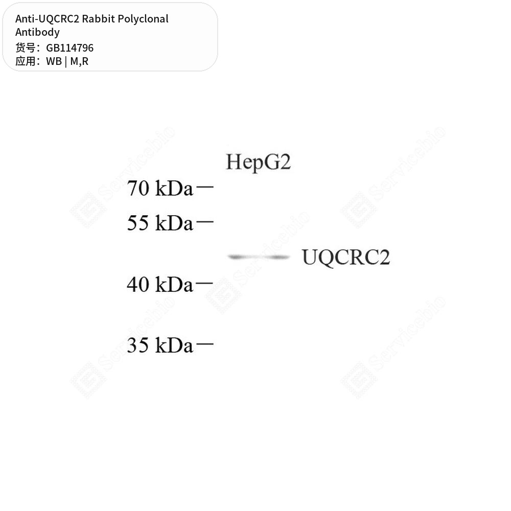 Антитела первичные, поликлональные кролика к UQCRC2 крысы, мыши, 100 мкл
