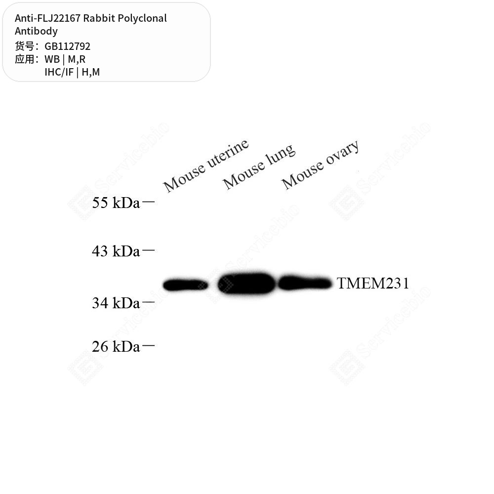 Антитела первичные, поликлональные кролика к FLJ22167 крысы, мыши, человека, 100 мкл