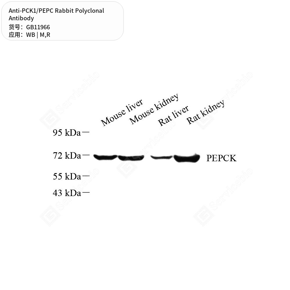 Антитела первичные, поликлональные кролика к PCK1/PEPC крысы, мыши, 50 мкл