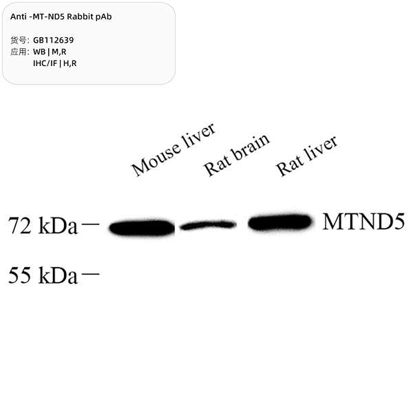 Антитела первичные, поликлональные, MT-ND5, 100 мкл