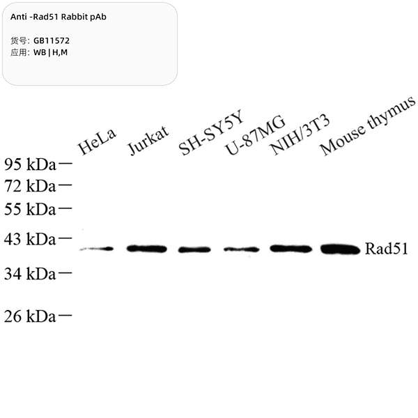 Антитела первичные, поликлональные, Rad51, 100 мкл