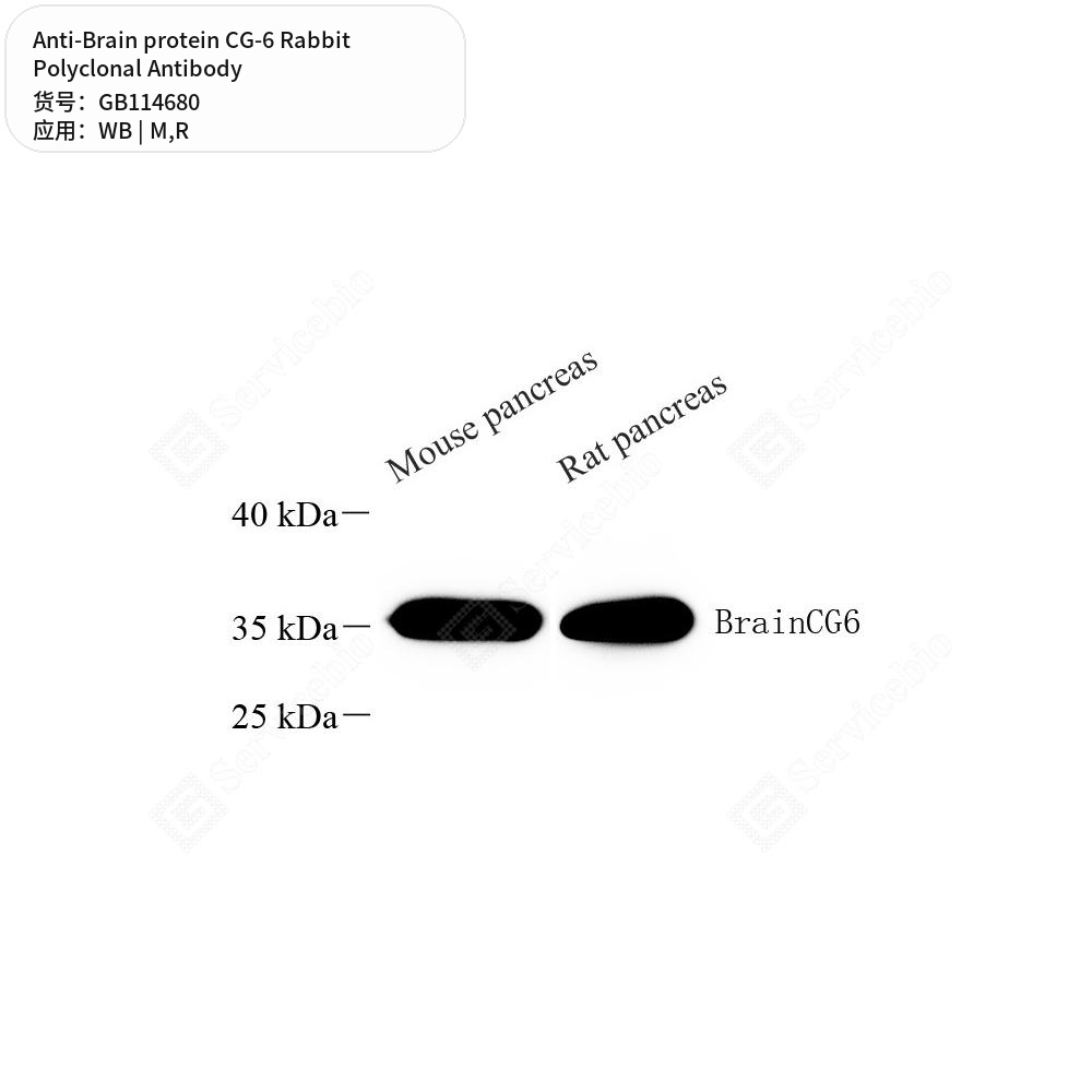 Антитела первичные, поликлональные кролика к Brain protein CG-6 крысы, мыши, 50 мкл