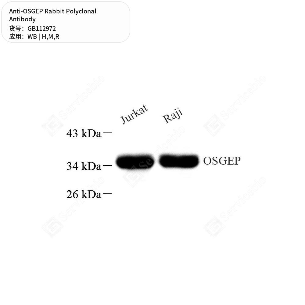 Антитела первичные, поликлональные кролика к OSGEP крысы, мыши, человека, 100 мкл