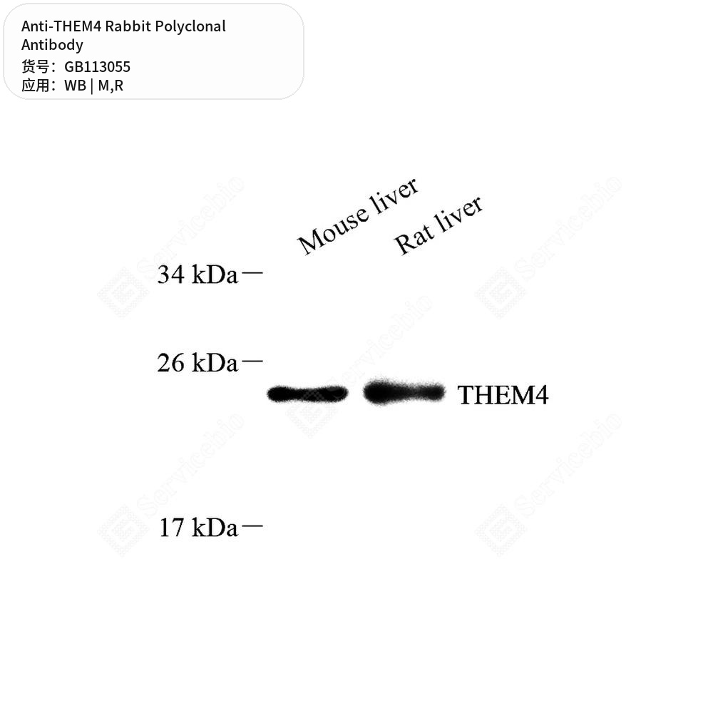 Антитела первичные, поликлональные кролика к THEM4 крысы, мыши, 100 мкл