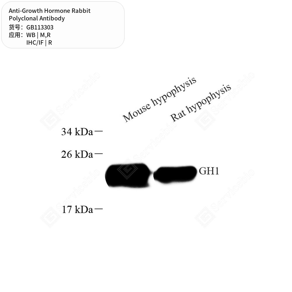 Антитела первичные, поликлональные кролика к Growth Hormone крысы, мыши, 50 мкл