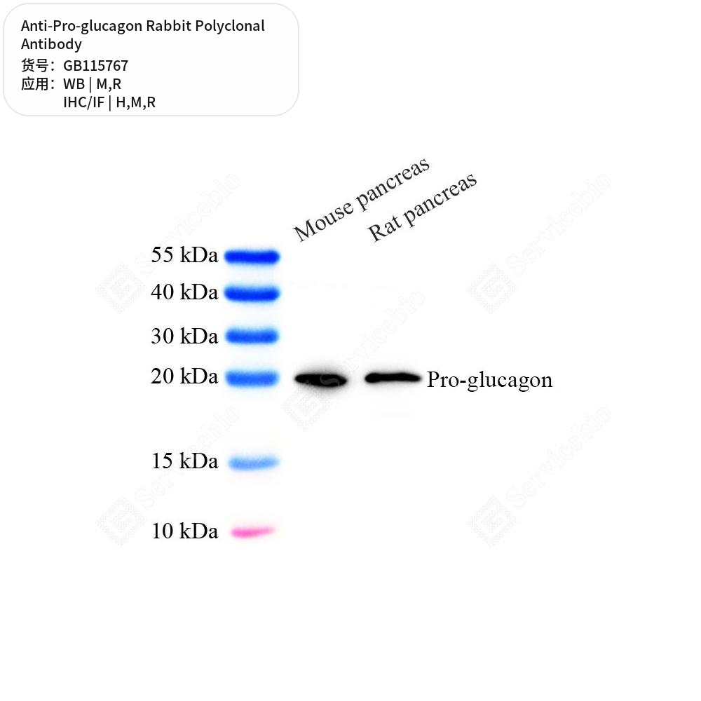 Антитела первичные, поликлональные кролика к Pro-glucagon крысы, мыши, человека, 50 мкл