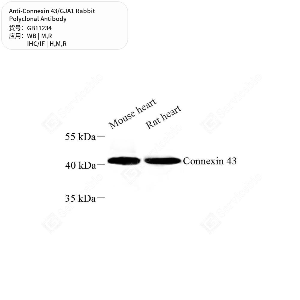 Антитела первичные, поликлональные кролика к Connexin 43/GJA1 крысы, мыши, человека, 100 мкл