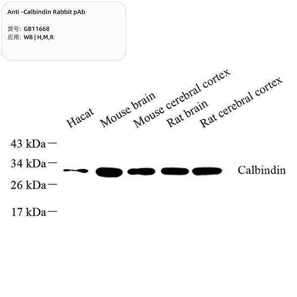 Антитела первичные, поликлональные, Calbindin, 100 мкл