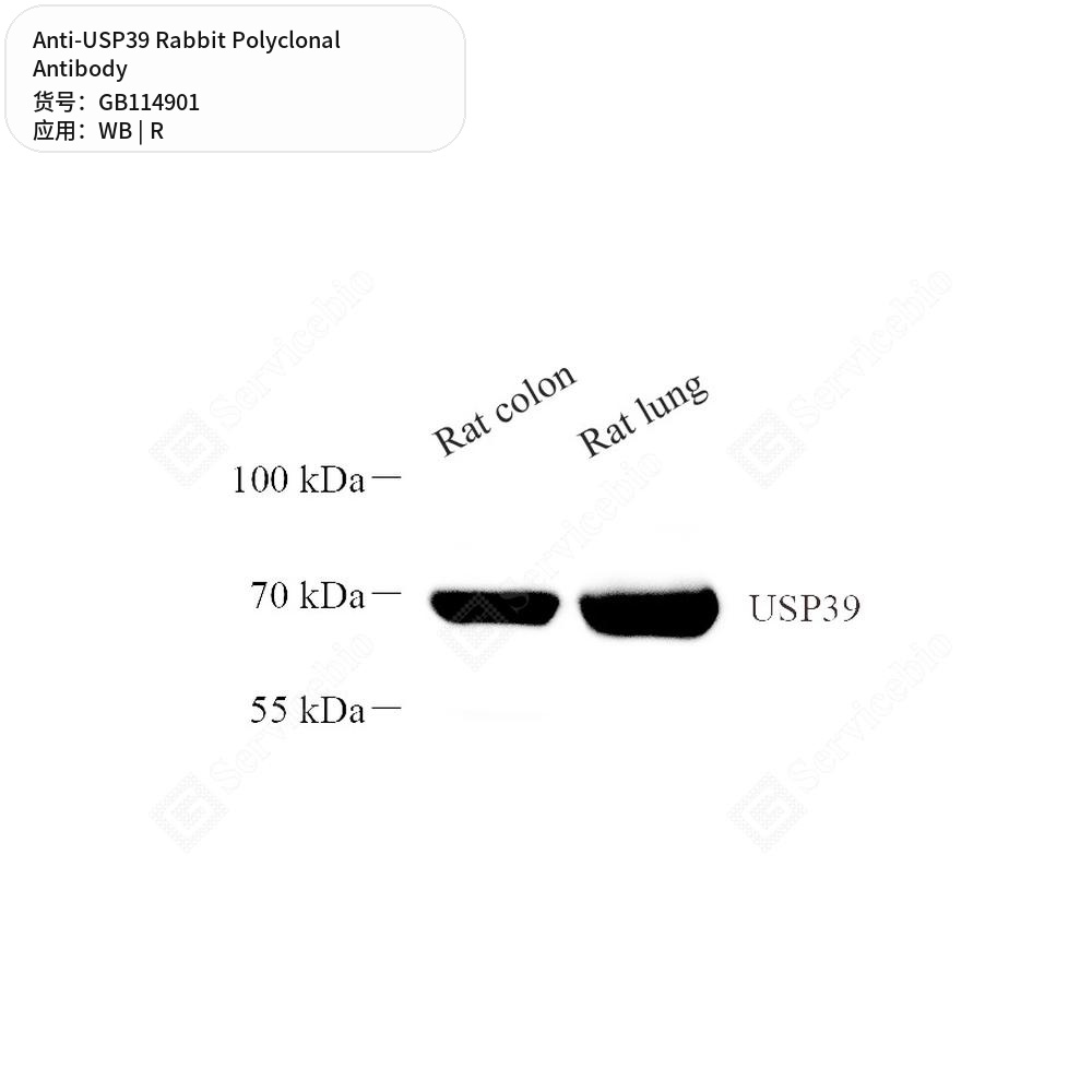 Антитела первичные, поликлональные кролика к USP39 крысы, 50 мкл