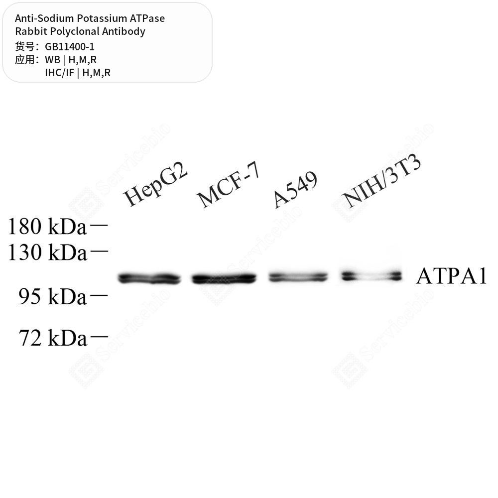 Антитела первичные, поликлональные кролика к Sodium Potassium ATPase крысы, мыши, человека, 50 мкл