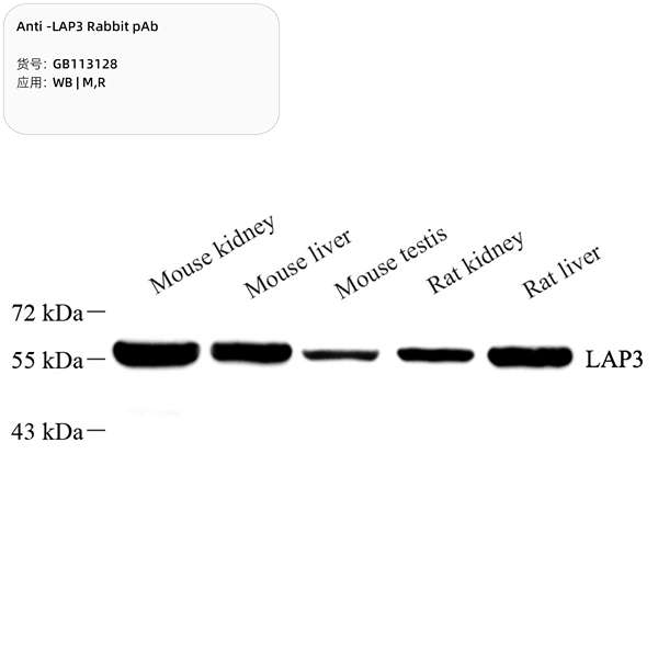 Антитела первичные, поликлональные, LAP3, 100 мкл
