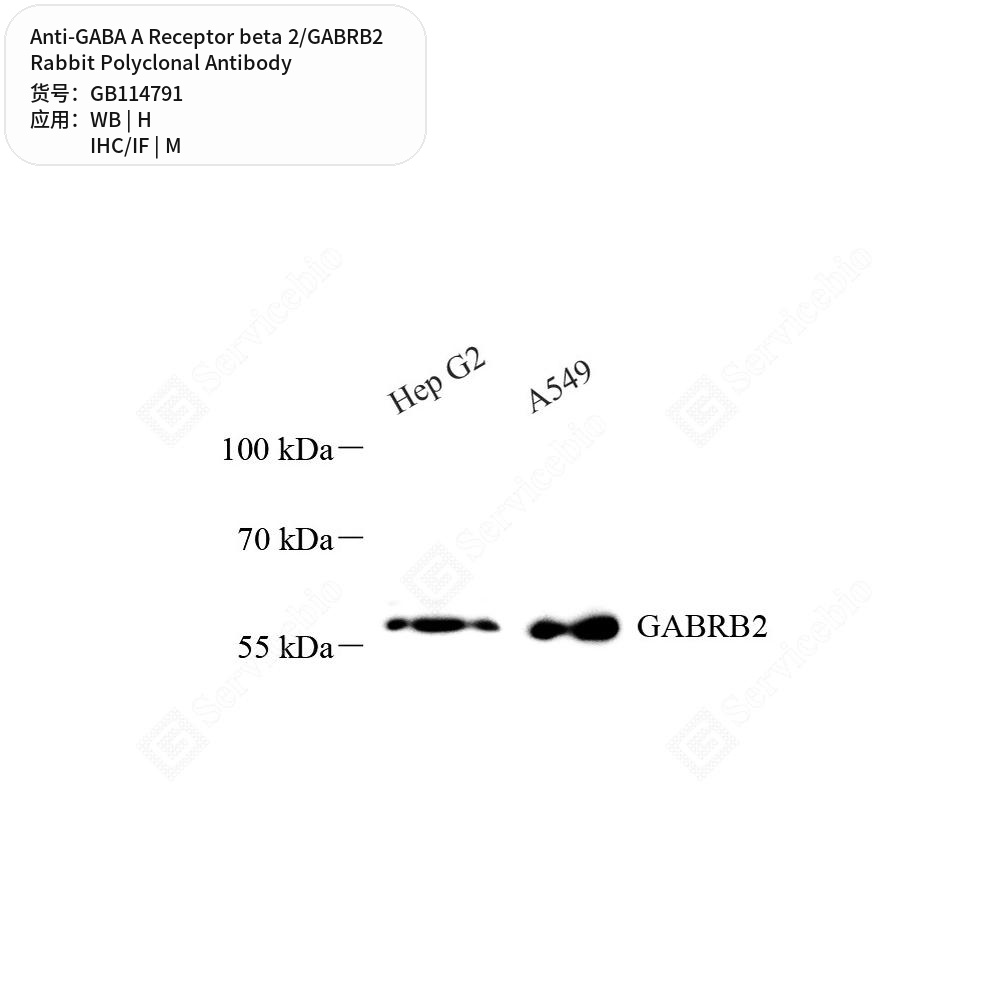 Антитела первичные, поликлональные кролика к GABA A Receptor beta 2/GABRB2 мыши, человека, 50 мкл
