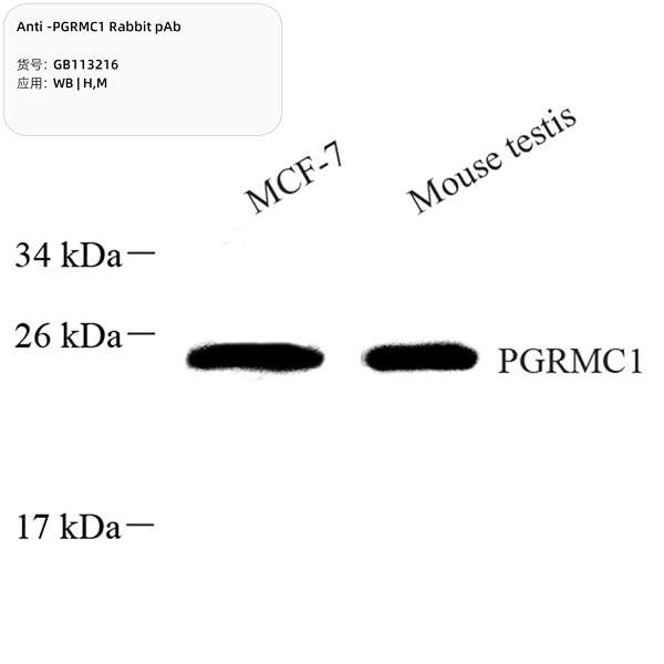 Антитела первичные, поликлональные, PGRMC1, 100 мкл