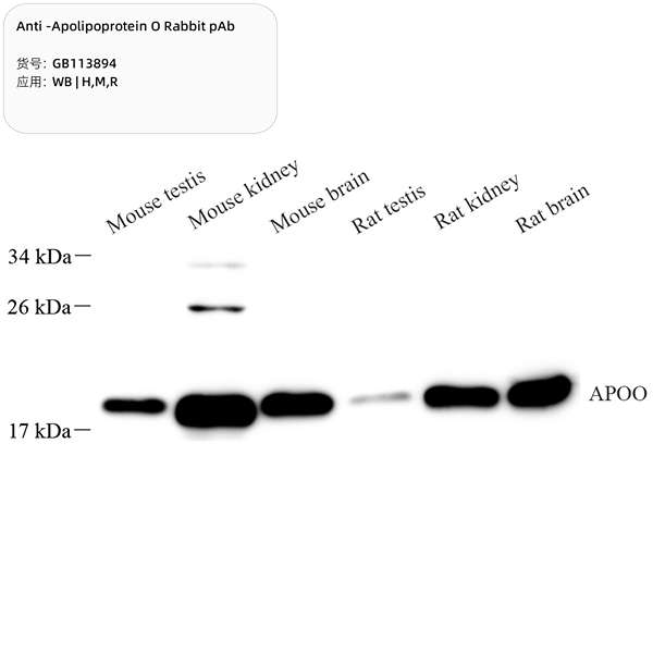 Антитела первичные, поликлональные, Apolipoprotein O, 100 мкл
