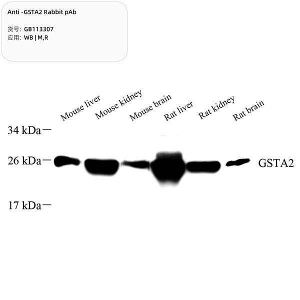 Антитела первичные, поликлональные, GSTA2, 100 мкл