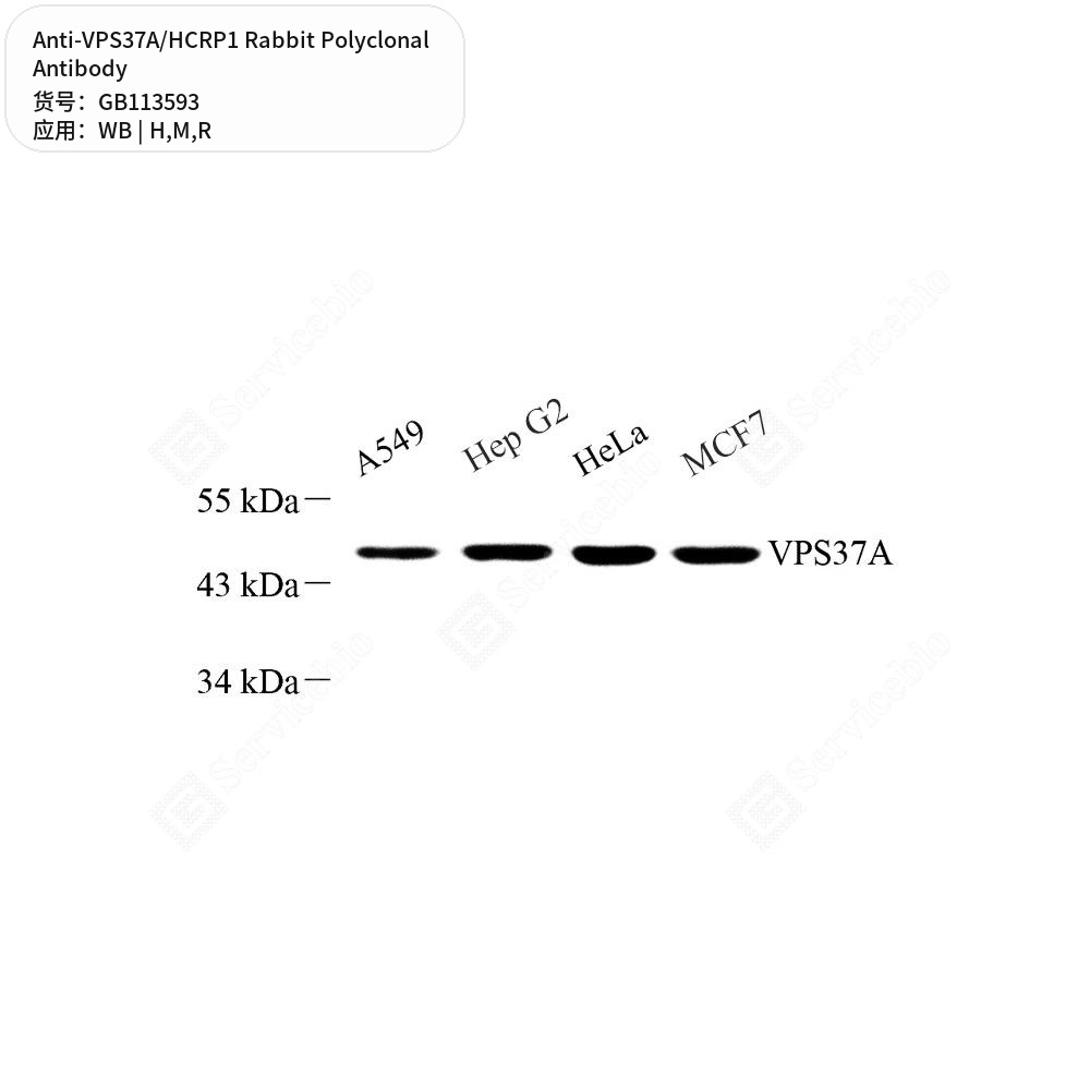 Антитела первичные, поликлональные кролика к VPS37A/HCRP1 крысы, мыши, человека, 100 мкл