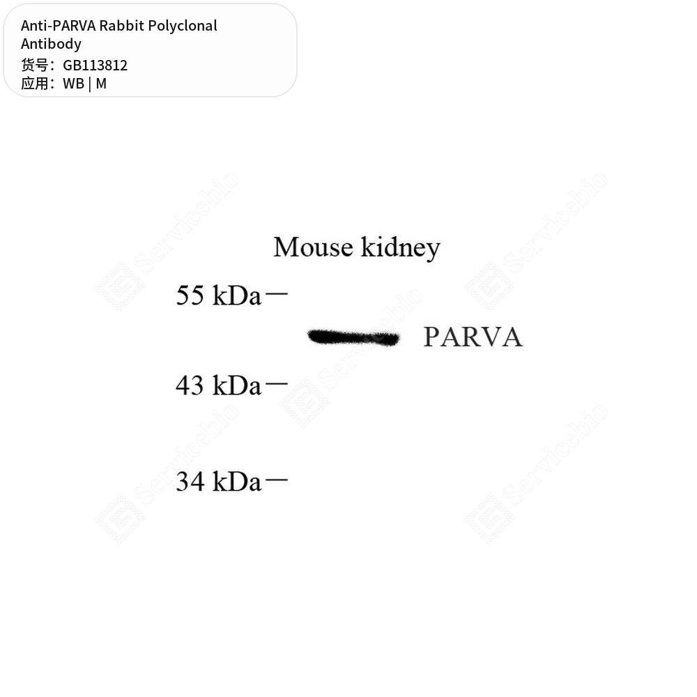 Антитела первичные, поликлональные кролика к PARVA мыши, 100 мкл