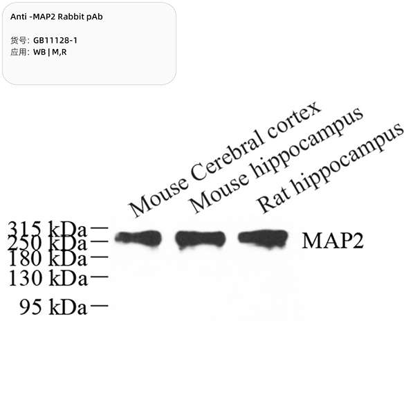 Антитела первичные, поликлональные, MAP2, 100 мкл