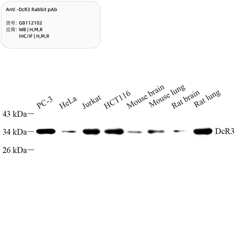 Антитела первичные, поликлональные, DcR3, 100 мкл