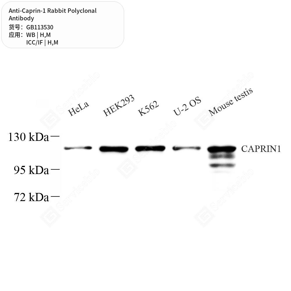 Антитела первичные, поликлональные кролика к Caprin-1 мыши, человека, 100 мкл