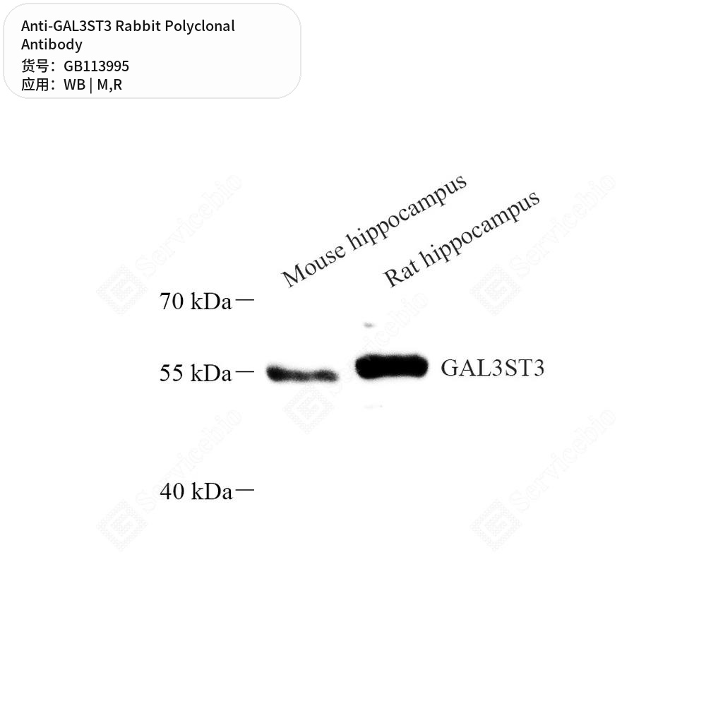 Антитела первичные, поликлональные кролика к GAL3ST3 крысы, мыши, 50 мкл