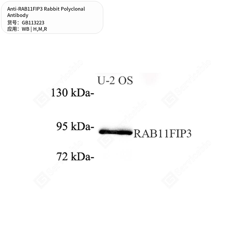 Антитела первичные, поликлональные кролика к RAB11FIP3 крысы, мыши, человека, 100 мкл