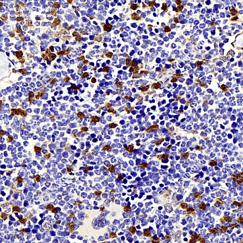 Антитела первичные, поликлональные кролика к Alkaline Phosphatase крысы, мыши, 100 мкл