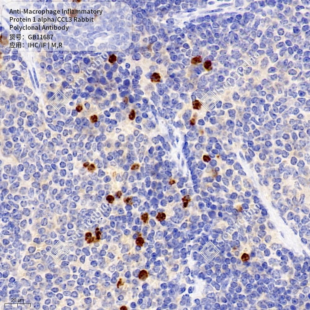 Антитела первичные, пол. кролика к Macrophage Inflammatory Protein 1 alpha/CCL3 крысы, мыши, 50 мкл