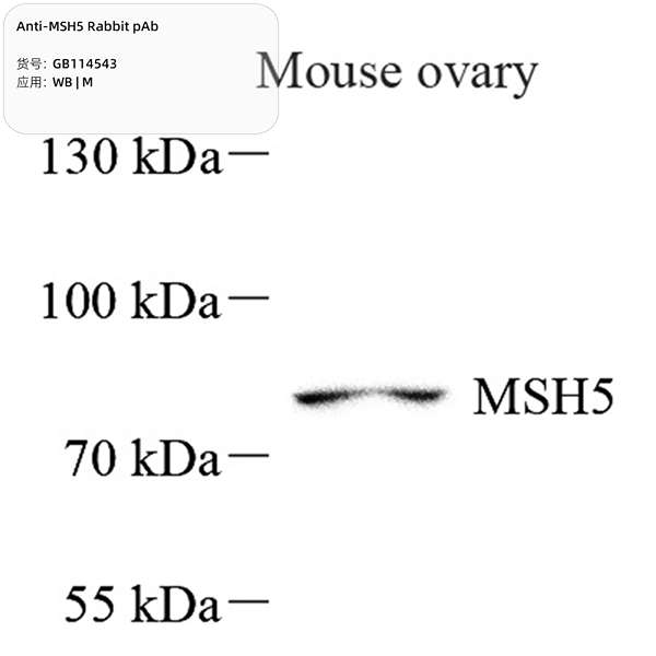 Антитела первичные, поликлональные, MSH5, 100 мкл