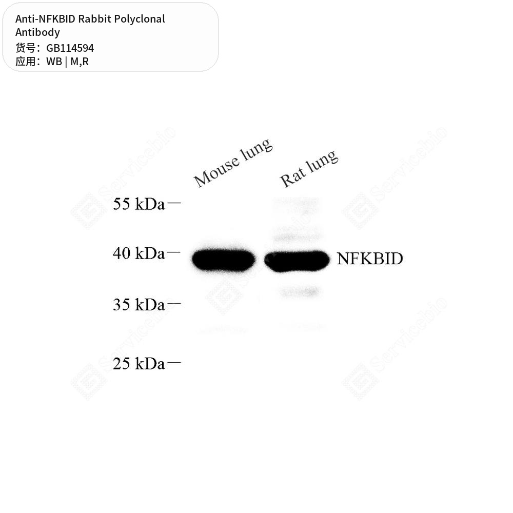 Антитела первичные, поликлональные кролика к NFKBID крысы, мыши, 100 мкл