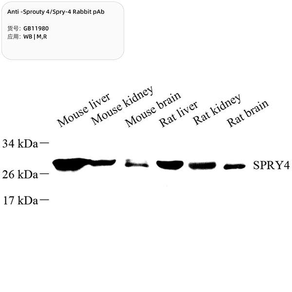 Антитела первичные, поликлональные, Sprouty 4/Spry-4, 100 мкл
