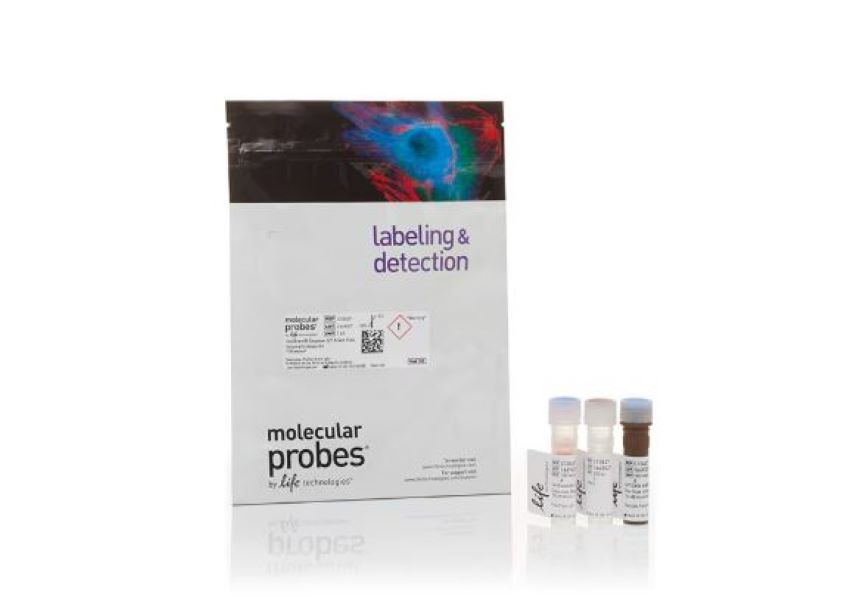 Набор для проточной цитометрии CellEvent Caspase-3/7, зеленый, 100 реакций