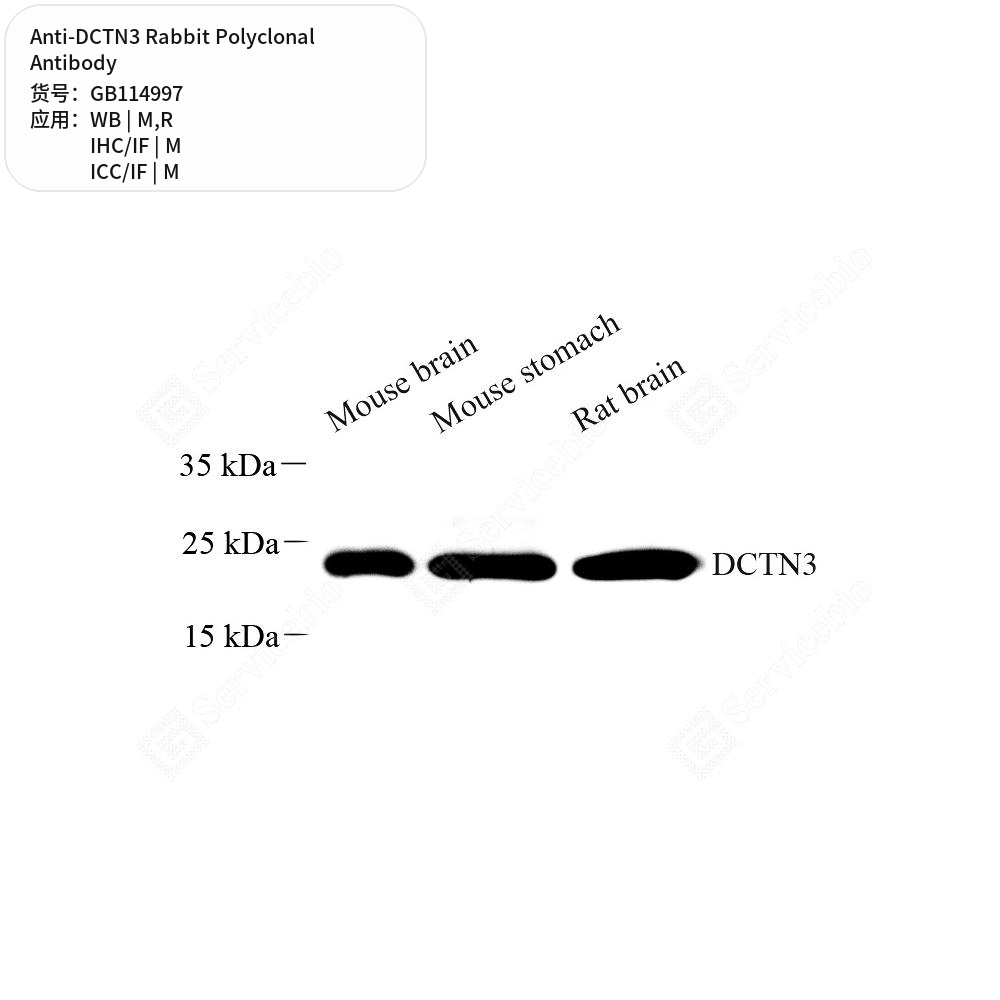 Антитела первичные, поликлональные кролика к DCTN3 крысы, мыши, 50 мкл