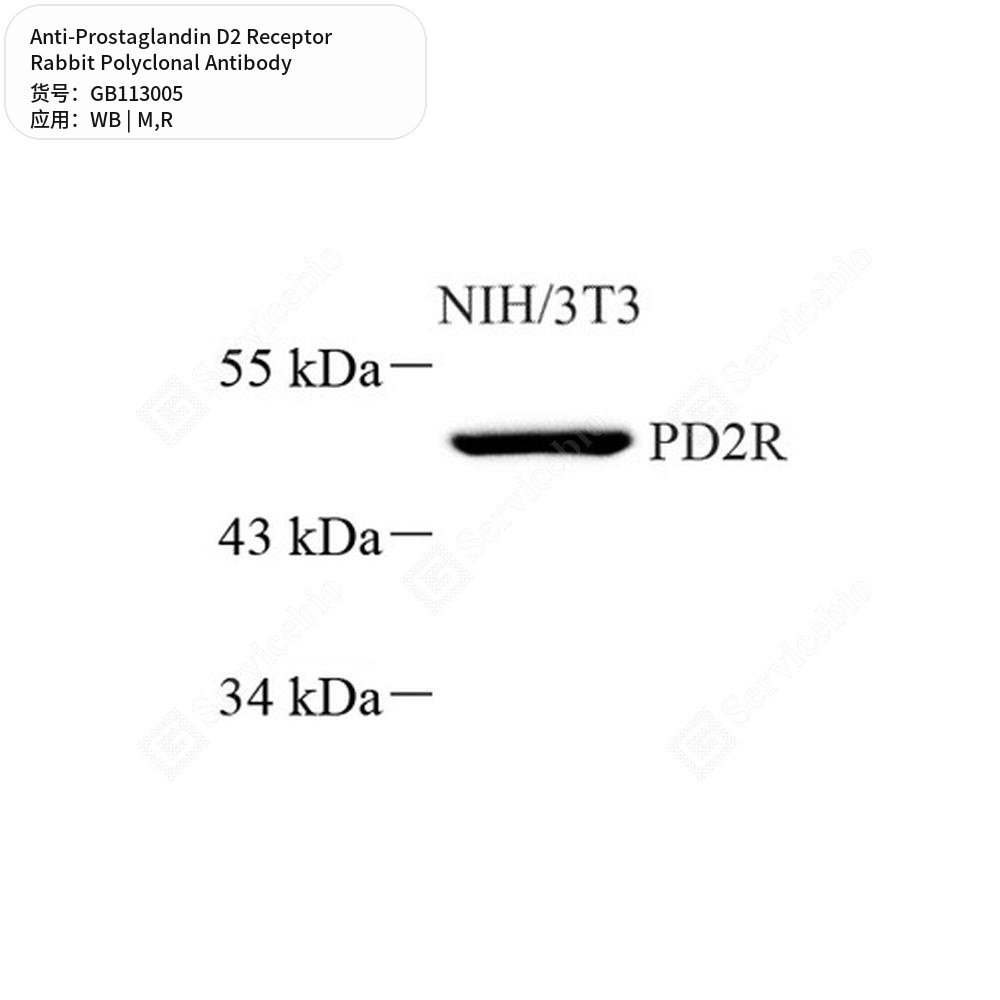 Антитела первичные, поликлональные кролика к Prostaglandin D2 Receptor крысы, мыши, 100 мкл